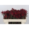 Leucadendron Blush Spray