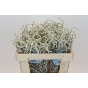 AMARANTHUS LIVID. 'YEARMING DESERT'