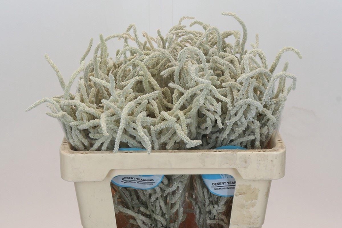 <h4>AMARANTHUS LIVID. 'YEARMING DESERT'</h4>