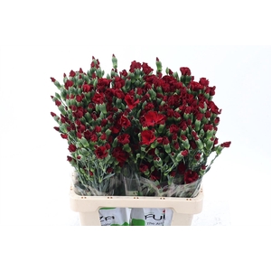 Dianthus TR 'Solomio Edo'