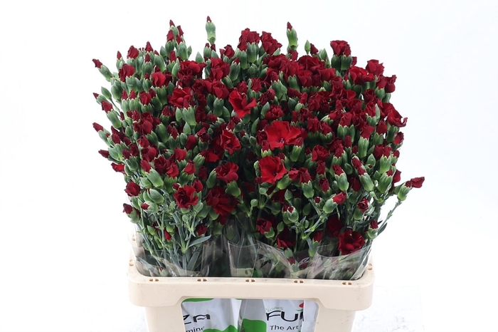 <h4>Dianthus TR 'Solomio Edo'</h4>