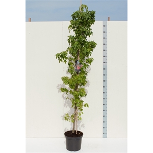 Liquidambar styraciflua 150