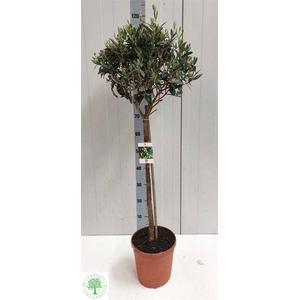 Olea europaea 22Ø  120cm