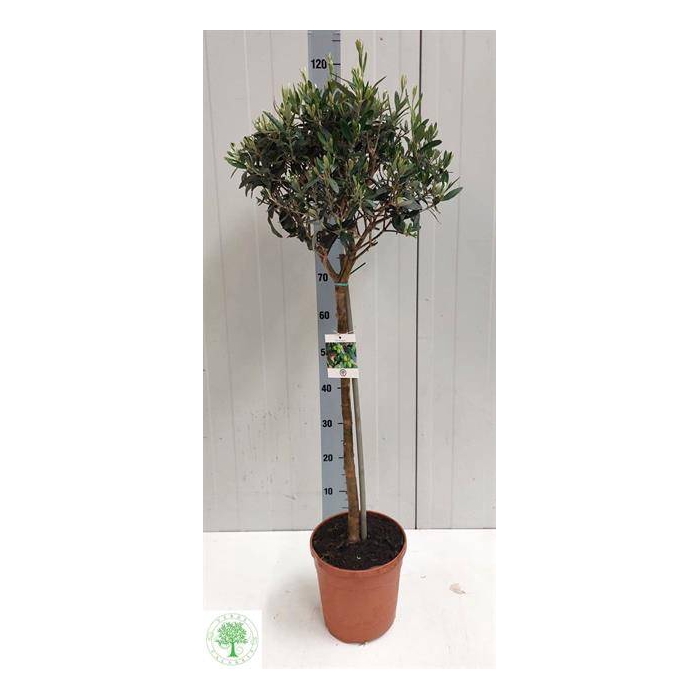 <h4>Olea europaea 22Ø  120cm</h4>