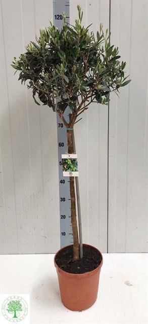 Olea europaea 22Ø  120cm