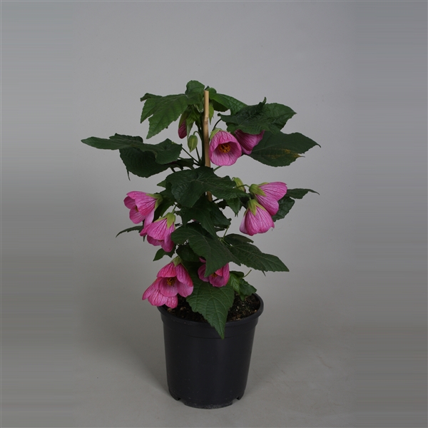 <h4>Abutilon P15 Roze</h4>