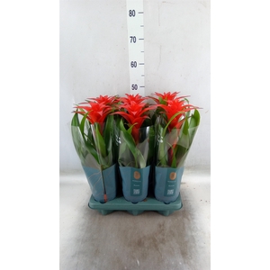 Guzmania  'Calypso'