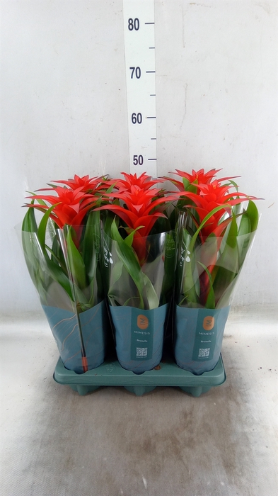 <h4>Guzmania  'Calypso'</h4>