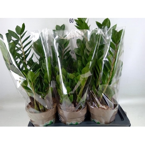 Zamioculcas zamiifolia