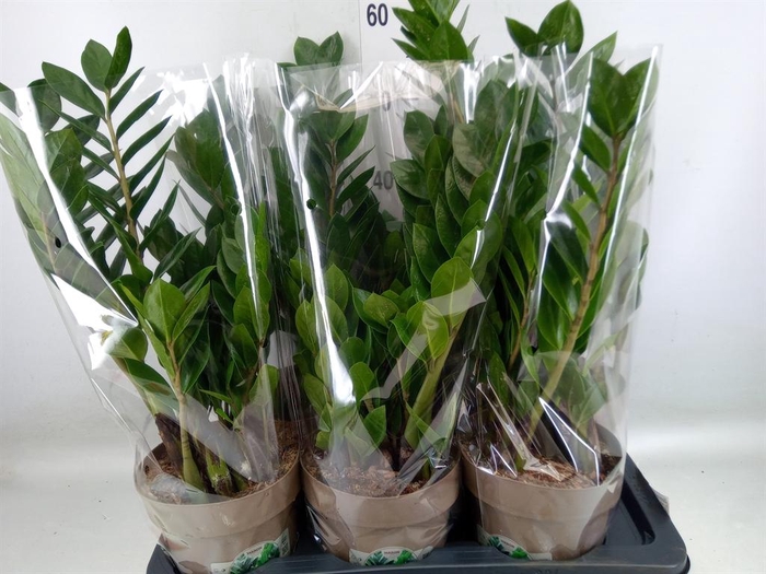 <h4>Zamioculcas zamiifolia</h4>