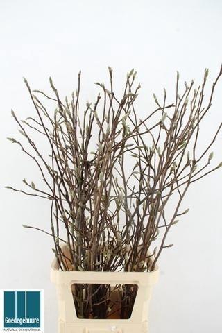 <h4>MAGNOLIA OV</h4>