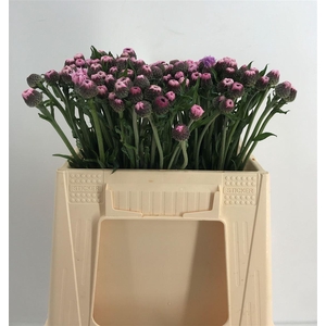 CENTAUREA PINK