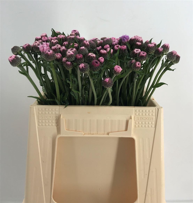 <h4>CENTAUREA PINK</h4>