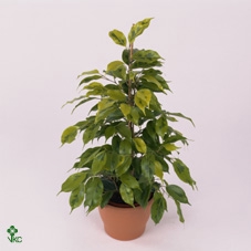 Ficus benja. 'Regidan'
