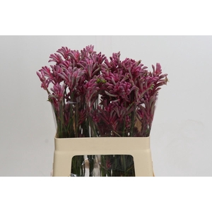 Anigozanthos Mini Pearl