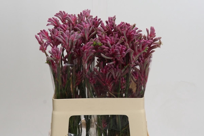 <h4>Kangaroo Paw Mini Pearl</h4>