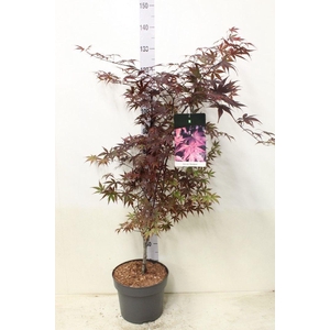 Acer palmatum 'Bloodgood' P29 potgekweekt