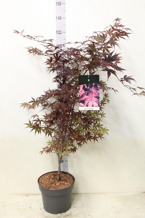 <h4>Acer palmatum 'Bloodgood' P29 potgekweekt</h4>