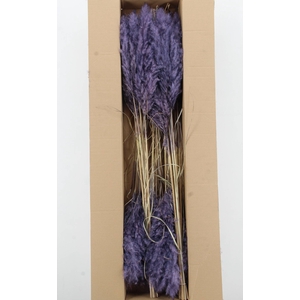 DF Pampas 115cm Aubergine