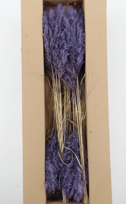 <h4>DF Pampas 115cm Aubergine</h4>