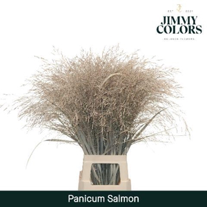 Panicum L90 Salmon