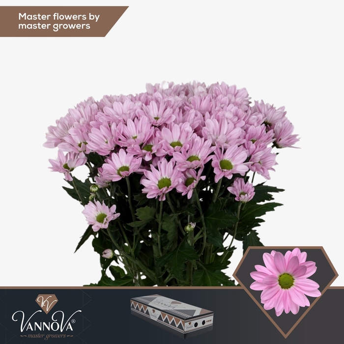 <h4>Chrysanten Chr T Rihanna</h4>
