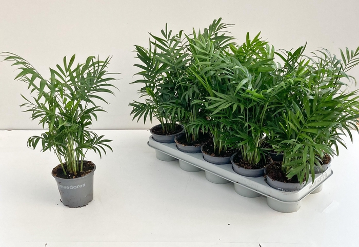 <h4>CHAMAED ELEGANS</h4>