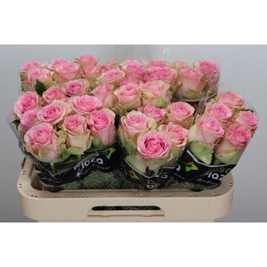 R Gr Brigitte Bardot