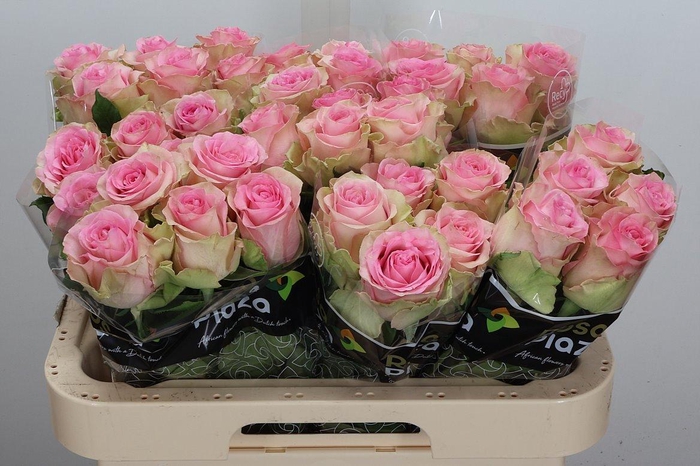 <h4>R Gr Brigitte Bardot</h4>