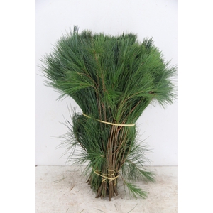 PINUS STROBUS PER STEM 050CM