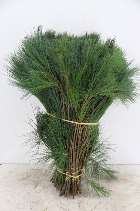 <h4>PINUS STROBUS PER STEM 050CM</h4>