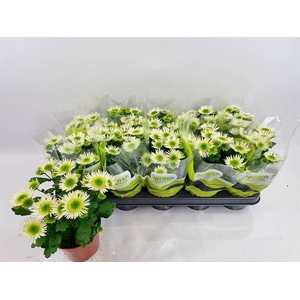 Chrysanthemum Indicum Splash Meadow 12Ø 23cm 3pp