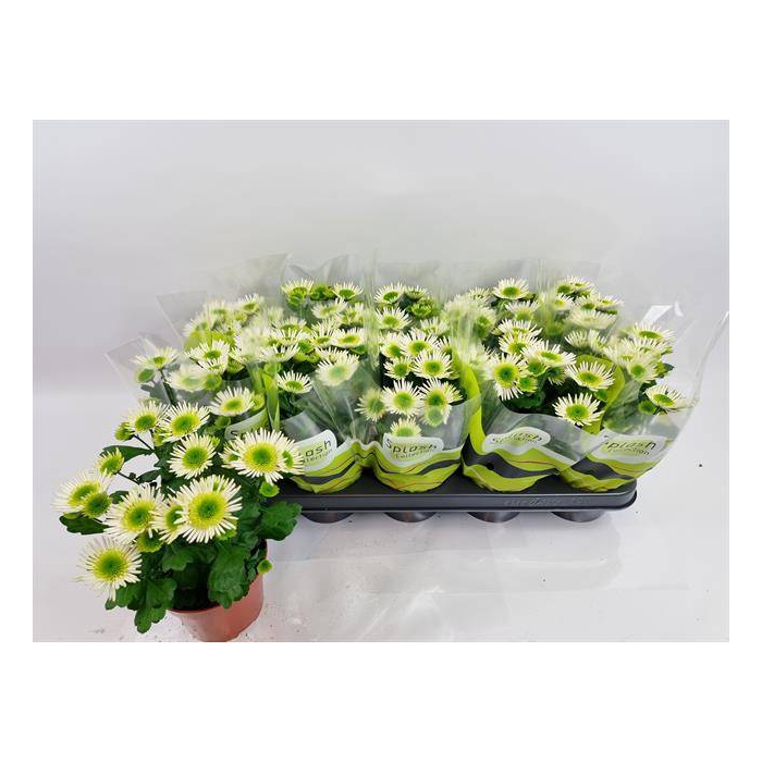 <h4>Chrysanthemum Indicum Splash Meadow 12Ø 23cm 3pp</h4>