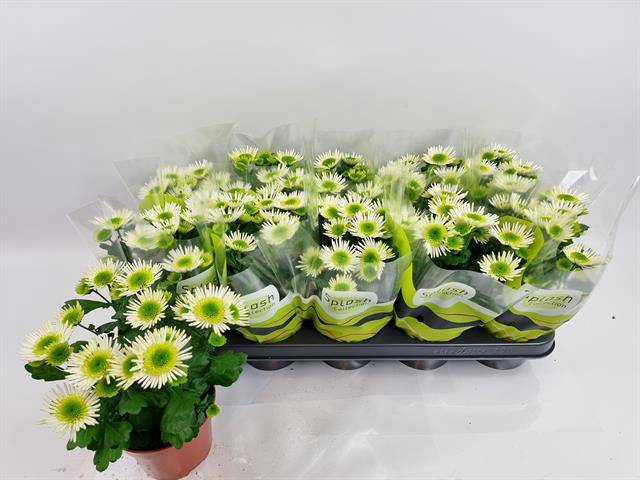 Chrysanthemum Indicum Splash Meadow 12Ø 23cm 3pp