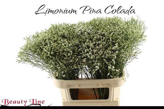 <h4>LIM SIN SEN P COLADA</h4>