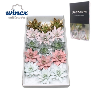 Echeveria Sparkling Paint Lovely Christmas Cutfl