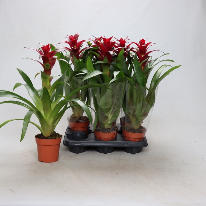 <h4>GUZM NEXTARA</h4>