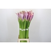 Zantedeschia Eydolls Purple White