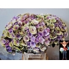 Hydrangea beautensia papillon classic