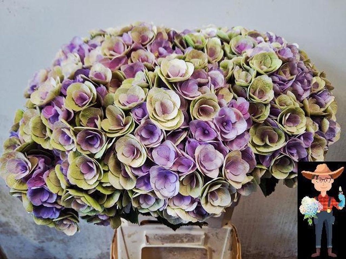 Hydrangea beautensia papillon classic