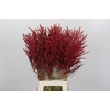 Bromelia Red Paloma