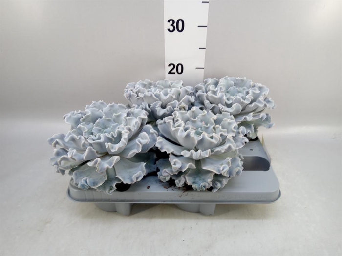 <h4>Echeveria ...</h4>