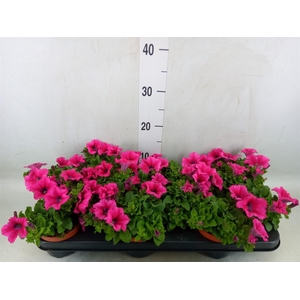 Petunia  'Surfinia Hot Pink'