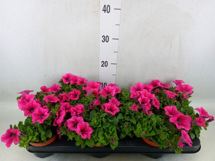 <h4>Petunia  'Surfinia Hot Pink'</h4>