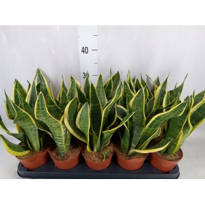 Sansevieria trifa. 'Futura Superba'