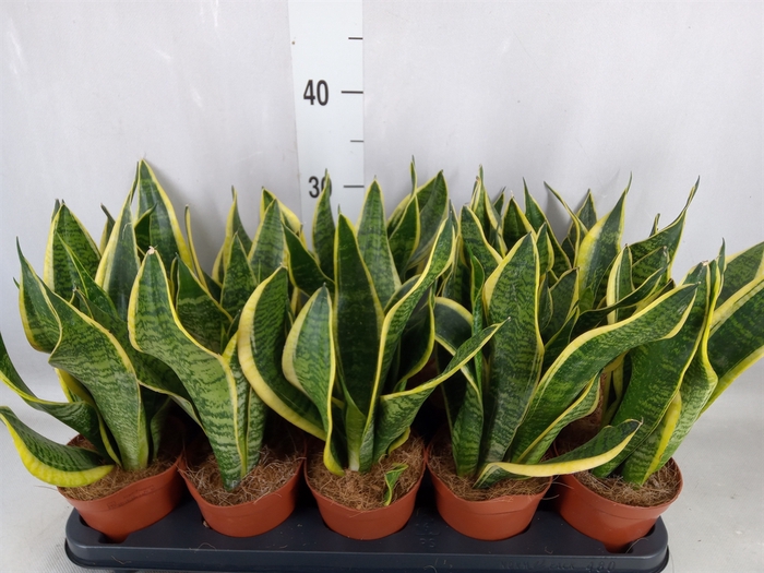 <h4>Sansevieria trifa. 'Futura Superba'</h4>