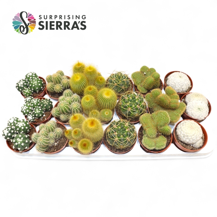 <h4>CACTUS GEM</h4>
