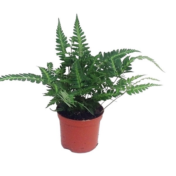 <h4>Rumohra Adiantiformis 'Variegata' (Winterhard)</h4>
