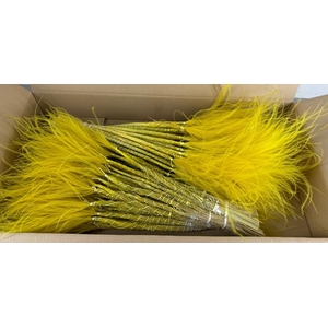 Df Stypha 60cm Bs Yellow