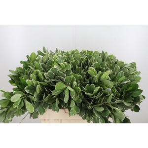 Pittosporum Ilan
